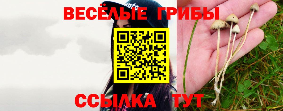 Галлюциногенные грибы Psilocybine cubensis Тула